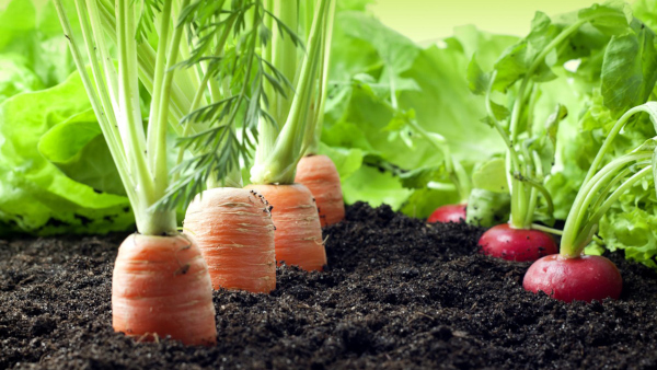 The Most Important Facts About Organic Farming
